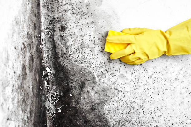 Professional Mold Remediation in Leisure Village, NJ